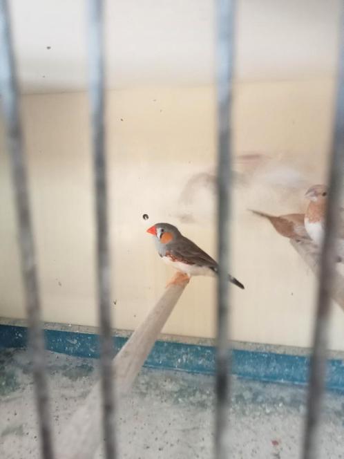 2 Timor zebravinken mannen, Dieren en Toebehoren, Vogels | Overige Vogels, Tropenvogel, Mannelijk