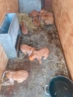 Franse hangoren bruin, Dieren en Toebehoren, Meerdere dieren, Groot