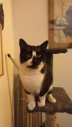 Britse korthaar verschillende, Dieren en Toebehoren, Katten en Kittens | Raskatten | Korthaar, Meerdere dieren, 0 tot 2 jaar