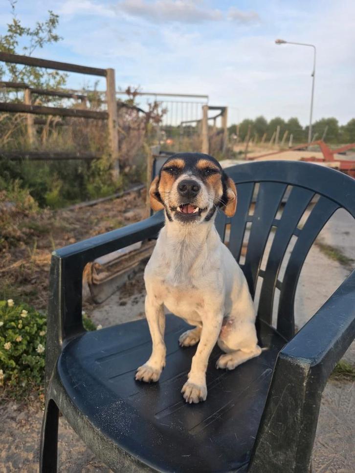 Door omstandigheden mooi lief boeren foxje te koop, Dieren en Toebehoren, Honden | Retrievers, Spaniëls en Waterhonden, Reu, Overige rassen
