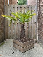 Trachycarpus Fortunei palm, 100 tot 250 cm, Zomer, Palmboom, Ophalen