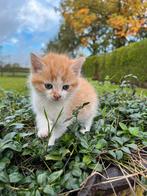 Boerderij kitten, Poes, Ontwormd, 0 tot 2 jaar