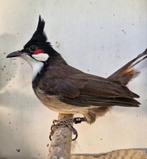 roodoor buulbuul van dit jaar 25, Dieren en Toebehoren, Vogels | Overige Vogels, Geslacht onbekend, Wildzangvogel, Geringd