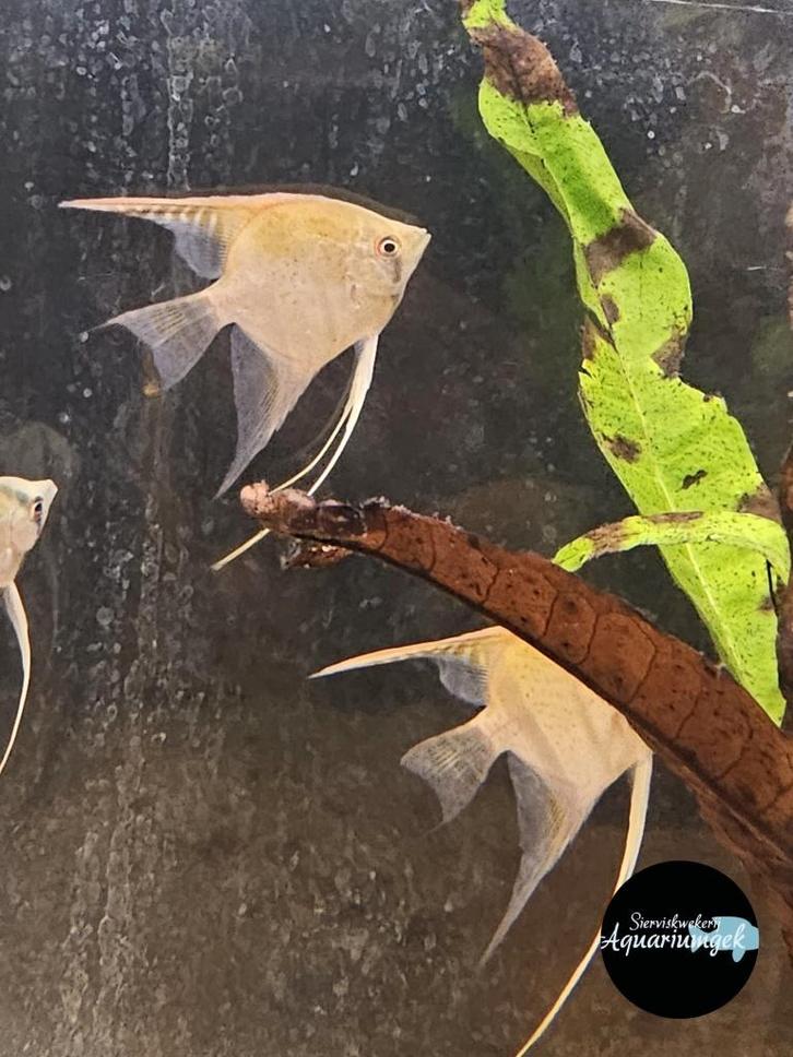 Pterophyllum scalare manacapuru red back, Dieren en Toebehoren, Vissen | Aquariumvissen, Zoetwatervis, Vis