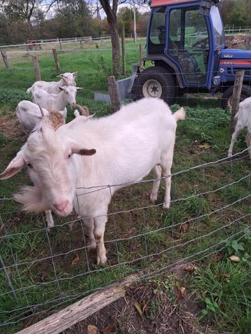 witte stamboek melkgeitenbok te koop. beschikbaar voor biedingen