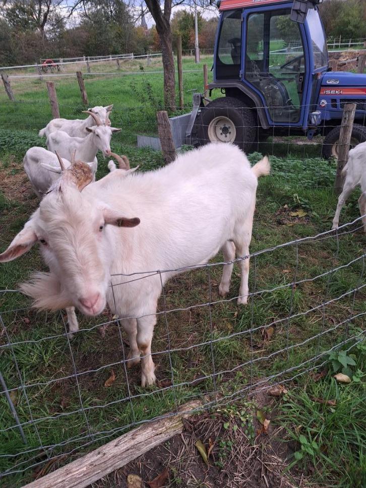 witte stamboek melkgeitenbok te koop., Dieren en Toebehoren, Schapen, Geiten en Varkens, Geit, Mannelijk