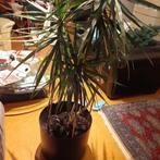 Yucca Palm in groet pot, Tuin en Terras, Planten | Tuinplanten, Winter, Vaste plant, Overige soorten, Ophalen