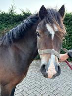 Te koop donkerbruine welsh ruin 4 jaar, Dieren en Toebehoren, Pony's, Ruin, Niet van toepassing, 3 tot 6 jaar, B pony (1.17m tot 1.27m)