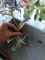 Tradescantia pink stripe geworteld, Ophalen of Verzenden, Overige soorten, Minder dan 100 cm
