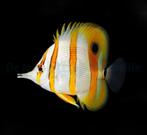 Chelmon Rostratus / pincetvis, Vis, Zoutwatervis