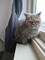British Shorthair Poesje!, 6 jaar of ouder