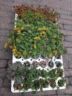 Sedum Pluggen - 60 stuks - Groendak/Tuinbak, Tuin en Terras, Bodembedekkers, Volle zon, Vaste plant, Ophalen of Verzenden