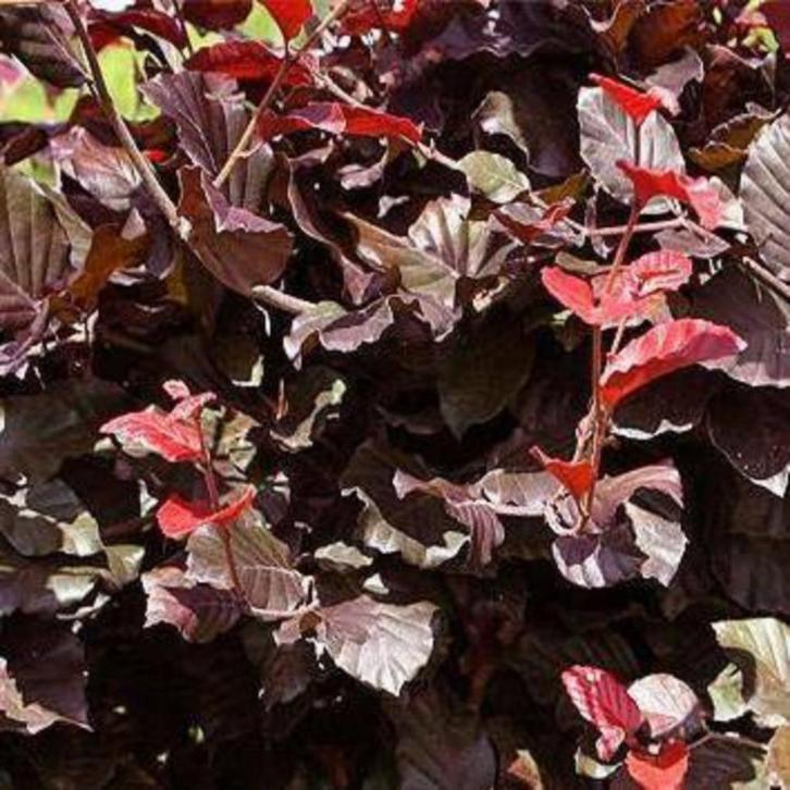 Rode bladhoudende beukenhagen, beukhaag, fagus, Tuin en Terras, Planten | Struiken en Hagen, Beukenhaag, Ophalen of Verzenden