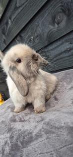 Lieve minilops te koop, Meerdere dieren, Dwerg