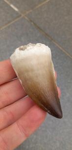Gigantische Mosasaurus tand 6,1 cm dinosaurus fossiel, Ophalen of Verzenden, Fossiel