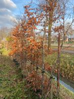 Beuken bomen 10 stuks 200/300 cm partij, Ophalen of Verzenden, Volle zon, Overige soorten