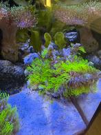 Briareum violaceum bright green koraal (sterpoliep), Ophalen, Zo goed als nieuw, Plant(en), Steen of Hout