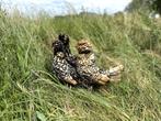 Kuifhoenders Citroen zwart gezoomd, gesekst en ingeënt, Dieren en Toebehoren, Pluimvee, Vrouwelijk, Kip