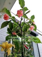 Brugmansia. - kuipplant..... Chinese Roos,Winterhard, Ophalen, Zomer, Overige soorten, Volle zon