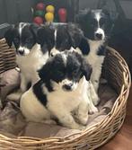 Heel bijzondere BORDER COLLIE x FRIESE STABIJ pups, Dieren en Toebehoren, Parvo, Nederland, 8 tot 15 weken, Meerdere