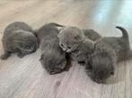 5 lieve Britse Korthaar blauwe kittens, Dieren en Toebehoren, Katten en Kittens | Raskatten | Korthaar, Poes