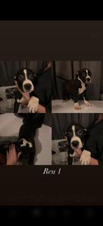 Amerikaanse Stafford Pups, Dieren en Toebehoren, Honden | Jack Russells en Terriërs, 8 tot 15 weken, American Staffordshire Terriër