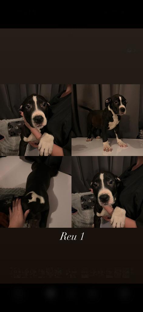 Amerikaanse Stafford Pups, Dieren en Toebehoren, Honden | Jack Russells en Terriërs, Meerdere dieren, American Staffordshire Terriër