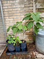 Pindakaasboom stekken, Vaste plant, Halfschaduw, Zomer, Ophalen