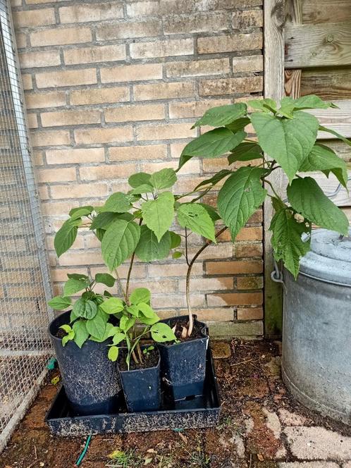 Pindakaasboom stekken, Tuin en Terras, Planten | Tuinplanten, Vaste plant, Overige soorten, Halfschaduw, Zomer, Ophalen