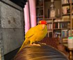 Tamme kakariki, Dieren en Toebehoren, Geslacht onbekend, Tropenvogel, Geringd