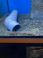 Mastacembelus Ellipsifer 15-20 cm Wildvang!, Vis