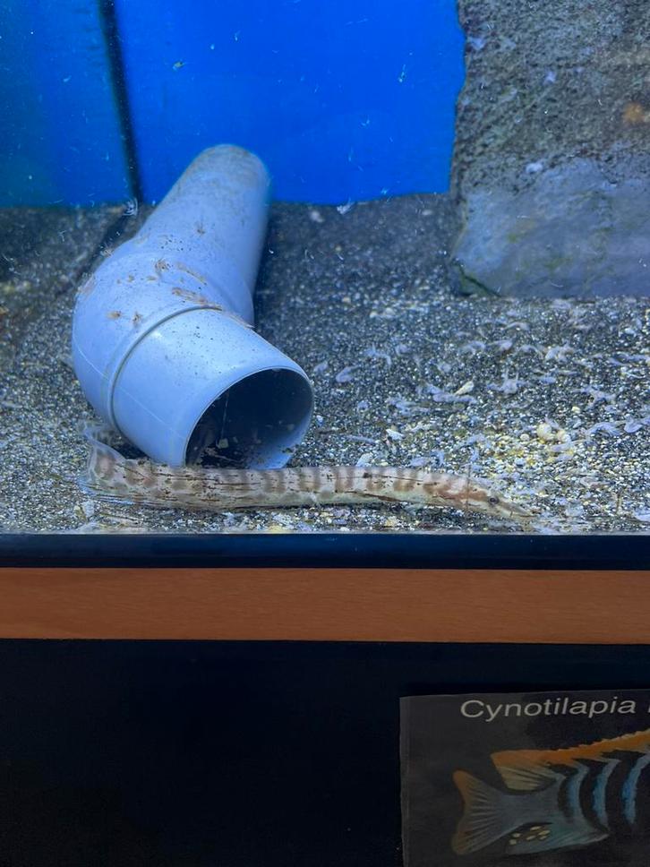 Mastacembelus Ellipsifer 15-20 cm Wildvang!, Dieren en Toebehoren, Vissen | Aquariumvissen, Vis