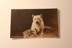 Oude Honden AK - Kleine Westhighland Terrier, America, Verzamelen, Ansichtkaarten | Dieren, Gelopen, 1960 tot 1980, Verzenden
