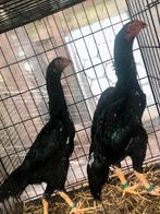 Shamo koppel, Meerdere dieren, Kip