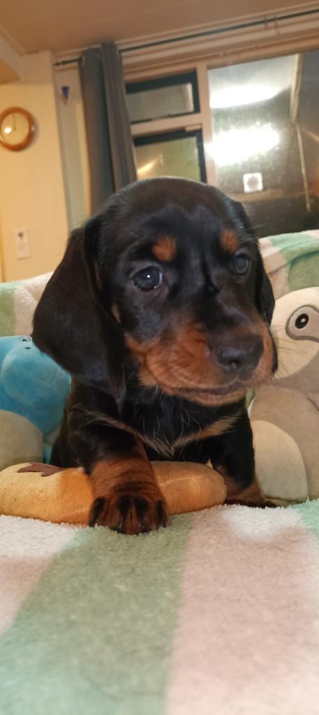 Prachtige korthaar teckels pups van particulier, Dieren en Toebehoren, Honden | Teckels en Dashonden, Meerdere dieren, Korthaar