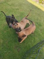 Nog 1 reu🏡. Mechelse x Hollandse herder pups, Dieren en Toebehoren, 8 tot 15 weken, Meerdere, Meerdere dieren, Herder