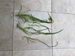 Aquariumplanten, Ophalen, Zo goed als nieuw, Plant(en), Steen of Hout