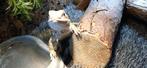 dwergbaardagaam dwerg baardagaam compleet met bak en toebeho, Dieren en Toebehoren, Hagedis, Met terrarium, 3 tot 6 jaar
