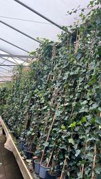 Actie Hedera hibernica 175/200 cm vanaf €3,95, Ophalen, 100 tot 250 cm