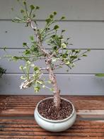 Bonsai Ginkgo Biloba Chris Dwarf, Tuin en Terras, Ophalen of Verzenden