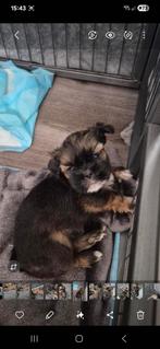 Te koop chi zhu, Dieren en Toebehoren, Honden | Chihuahua's en Gezelschapshonden, Overige rassen, Meerdere, Meerdere dieren, Nederland