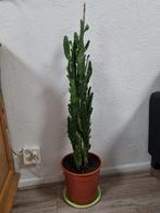 Grote Cactus - 100 cm hoog, Ophalen