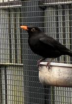 Prachtige Merel man 2023, Dieren en Toebehoren, Mannelijk, Wildzangvogel, Geringd