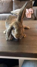 Mooie ram te koop ook om mee te delken na februari, Dieren en Toebehoren, Konijnen, Mannelijk, Middelgroot, Hangoor, 0 tot 2 jaar