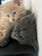 Maine Coon kittens, Meerdere dieren, Gechipt