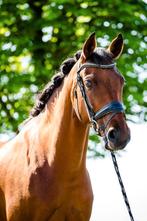 Knappe D pony, Merrie, B, Dressuurpony, D pony (1.37m tot 1.48m)