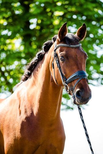 Knappe D pony beschikbaar voor biedingen
