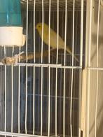 Waterslager kanarie per stuks €35 hij zingt goed., Dieren en Toebehoren, Vogels | Kanaries, Mannelijk, Zangkanarie