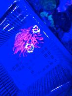 Rode sunburst anemoon zeeaquarium, Dieren en Toebehoren, Overige typen