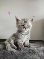 Maine coon xxl kittens, Meerdere dieren